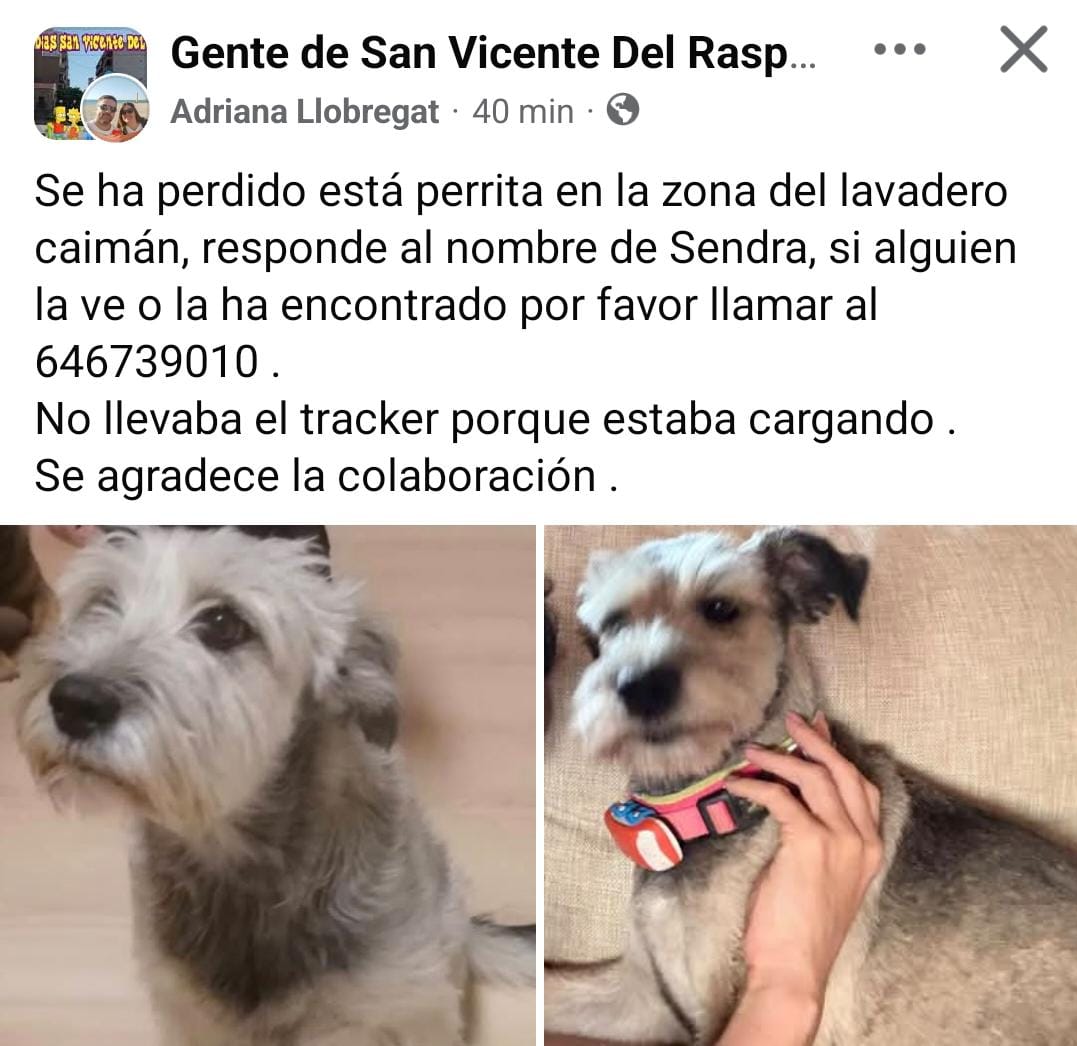 Perdida hace un rato 💔Esta perrita se acaba  de perder  en San Vicente  del Raspeig  (Alicante) NOS ayudáis difundiendo?