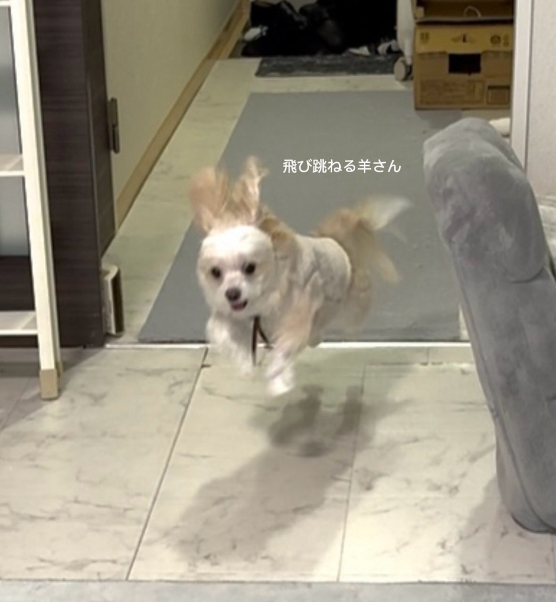 羊さんとトラさん tweet media