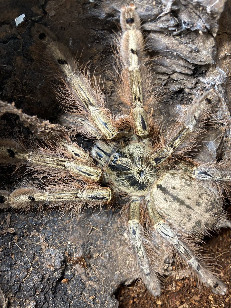 さっちゃん🐛🦂🕷 (@BugsLife3939) / Posts / X