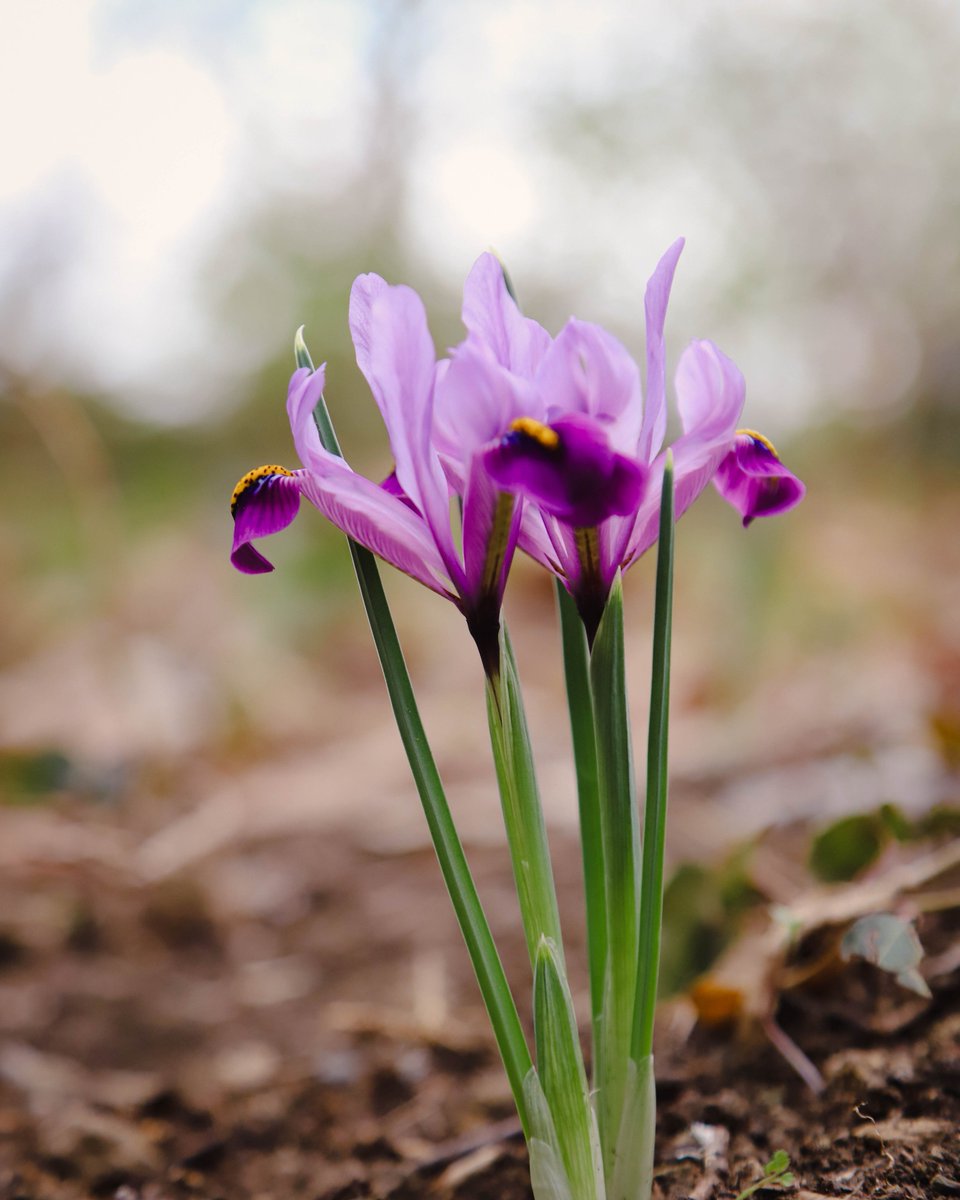 National Botanical Garden of Georgia tweet media