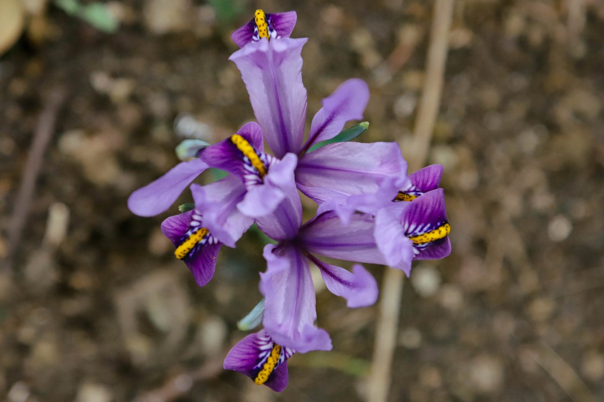 National Botanical Garden of Georgia tweet media