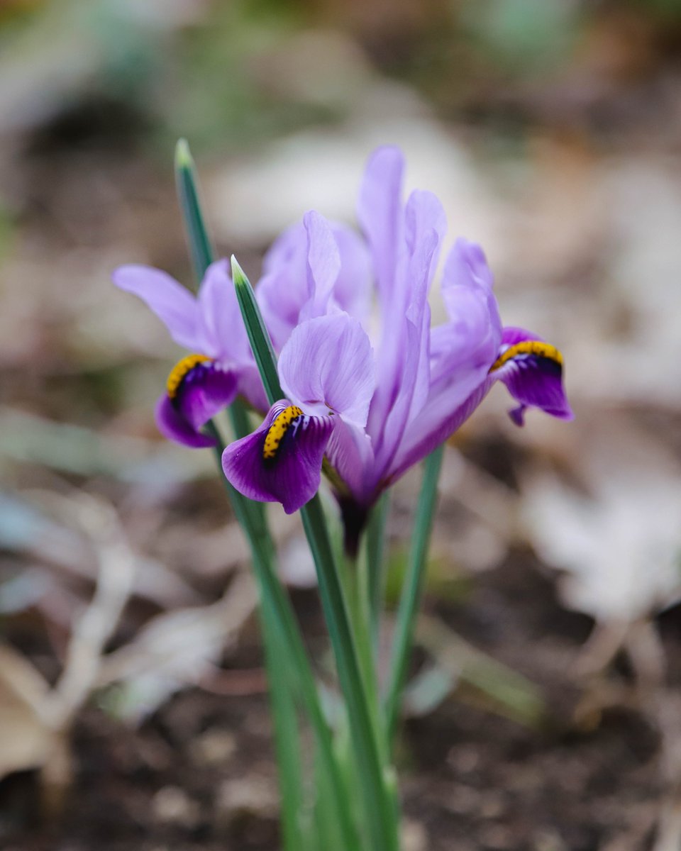 National Botanical Garden of Georgia tweet media