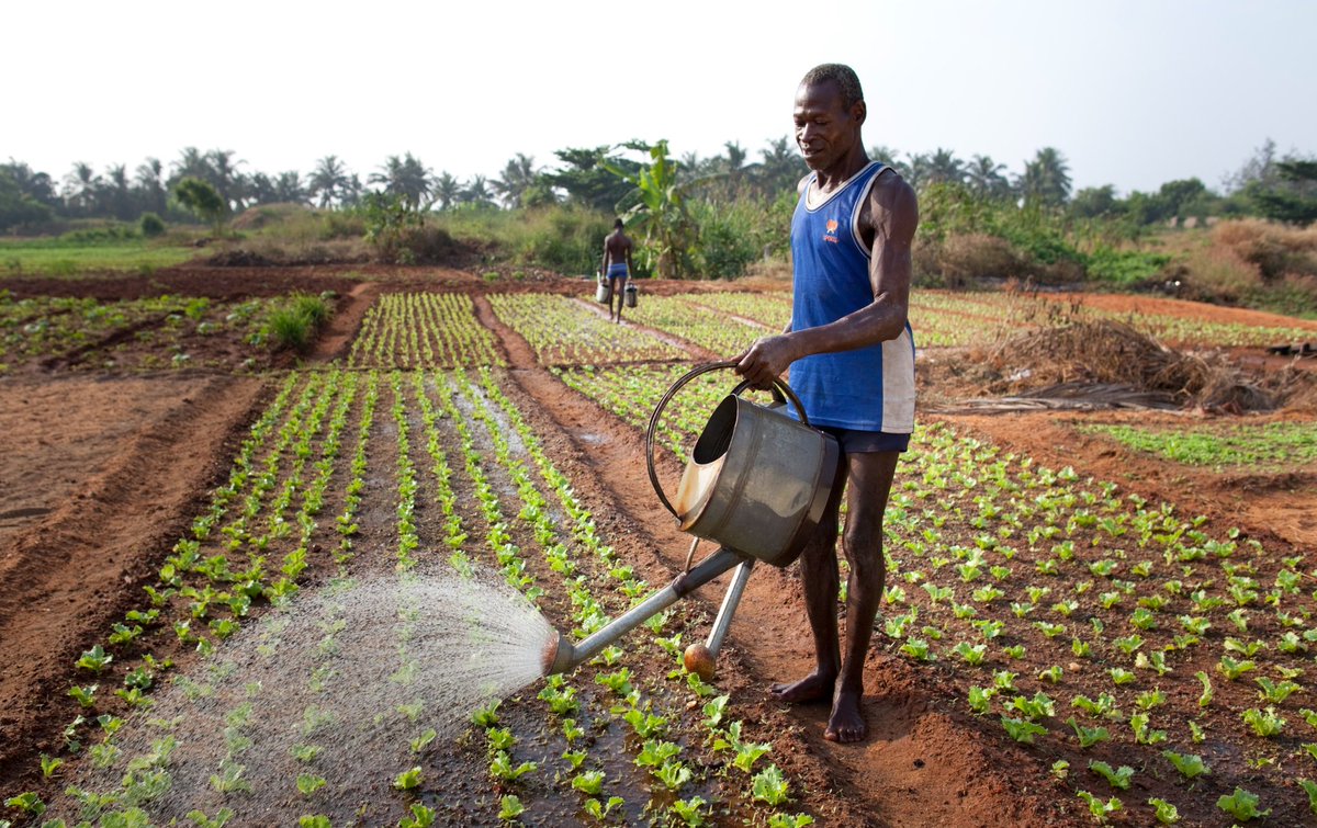 RightCohen's tweet photo. TODAY'S FARMING TIP 🌱
Transplant and water seedlings only in the morning or evening.
👉Cooler temperatures reduce stress.
👉Less evaporation saves water.
👉Seedlings recover faster and grow stronger.
"Healthy timing = healthy plants"!

Like &amp; Repost.
Follow me.
#LetsFarmTogether https://t.co/IKWWNePLTp