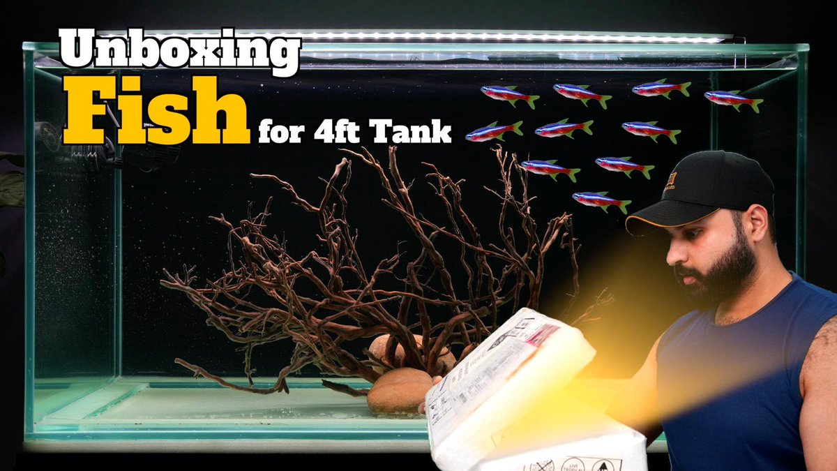 iamaquadreamer's tweet photo. Unboxing 50+ Fishes #aquarium #fishtank #fishcare #fish #freshwateraquarium #aquascapegallery #viral

https://t.co/XMphQT4zLR https://t.co/X9K1h1vw3Z