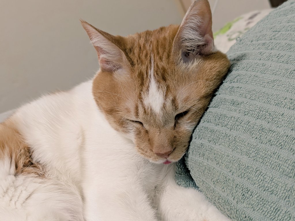 出てます

#猫のいる暮らし #猫 #猫舌