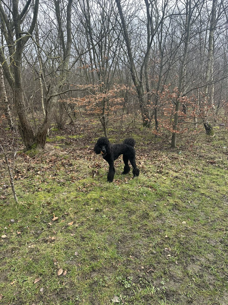 alisouth74's tweet photo. Lucky to have this on my doorstep 🐾🐾 https://t.co/C8Hbxmi3z9