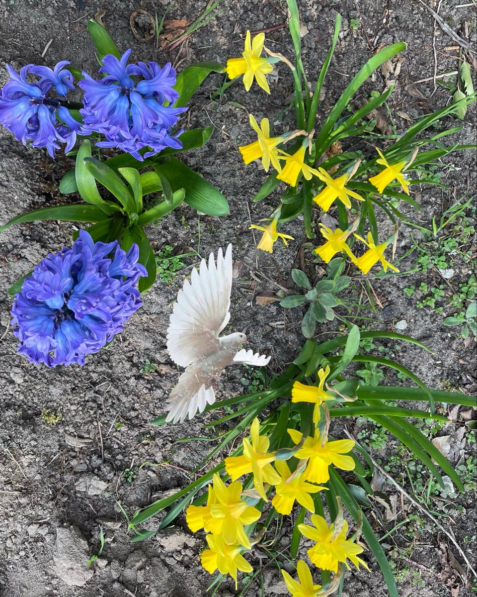 <a href="/igorpianist/">Igor Levit</a>