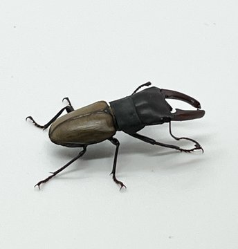 かぶぶくわわ (@mushi_lowkun) / Posts / X