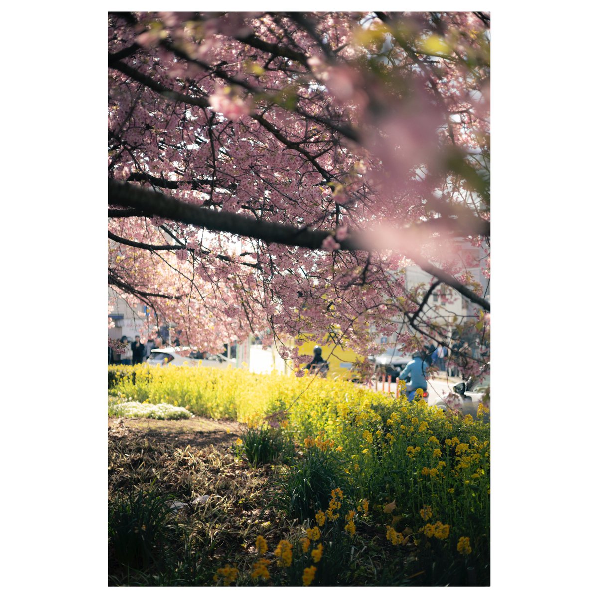 Tikuwa (@tikuwa_camera) on Twitter photo 