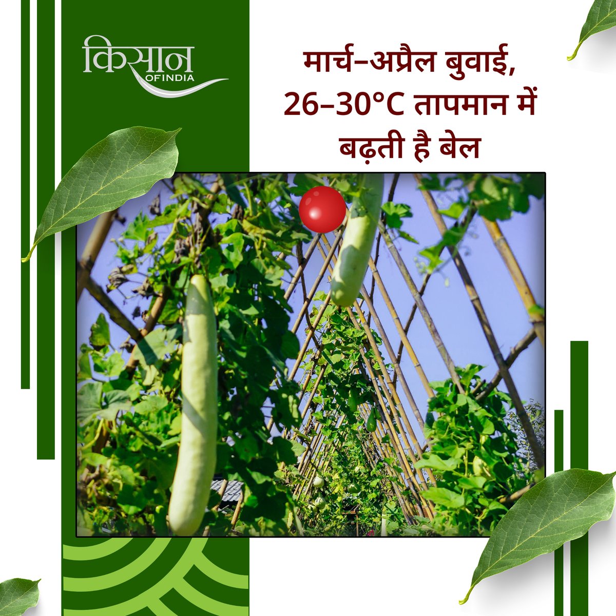 KisanofIndia's tweet image. लौकी की खेती सही मौसम, पोषक तत्व प्रबंधन और बीज उपचार के साथ करने पर कम लागत में अधिक उत्पादन और बेहतर बाजार भाव मिल सकता है।

#kisanofindia #BottleGourdFarming #VegetableFarming #LaukiKiKheti #AgriTips #OrganicFarming