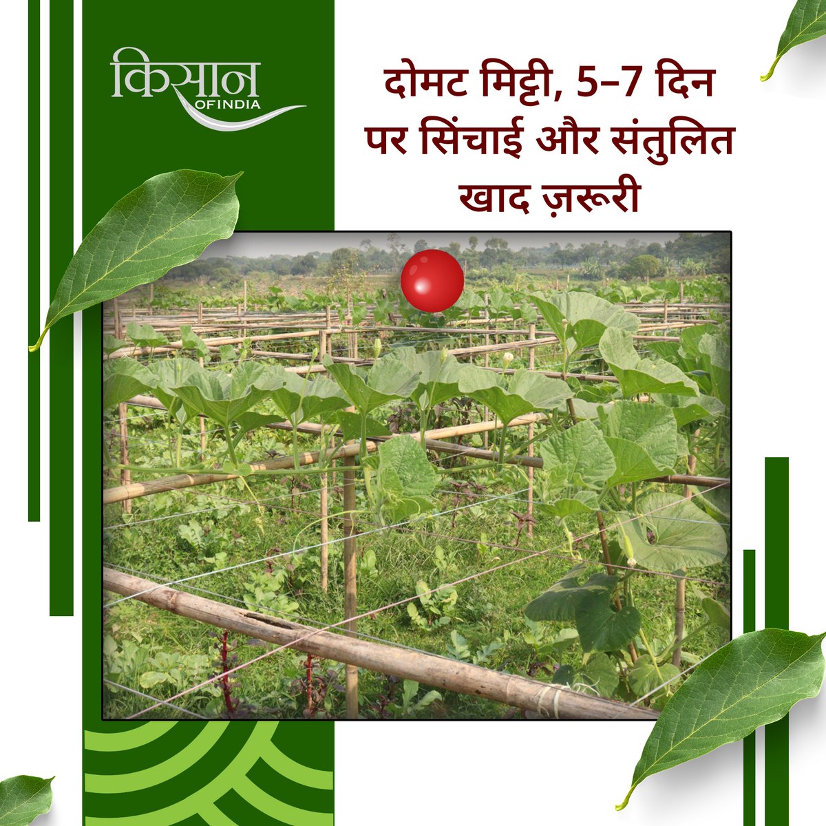 KisanofIndia's tweet image. लौकी की खेती सही मौसम, पोषक तत्व प्रबंधन और बीज उपचार के साथ करने पर कम लागत में अधिक उत्पादन और बेहतर बाजार भाव मिल सकता है।

#kisanofindia #BottleGourdFarming #VegetableFarming #LaukiKiKheti #AgriTips #OrganicFarming