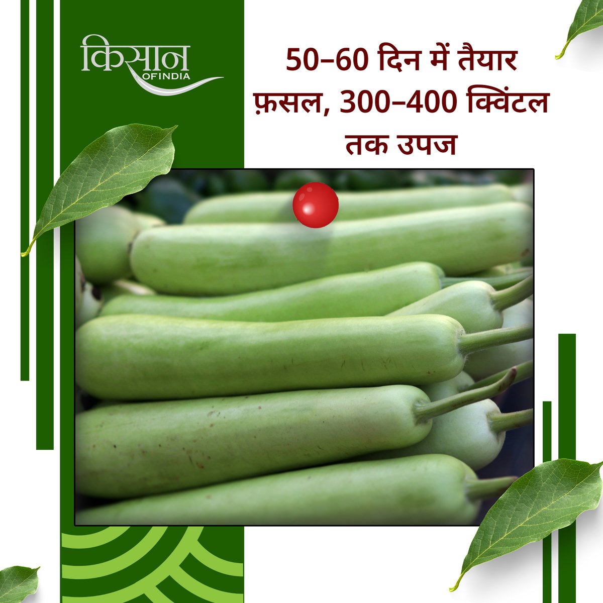 KisanofIndia's tweet image. लौकी की खेती सही मौसम, पोषक तत्व प्रबंधन और बीज उपचार के साथ करने पर कम लागत में अधिक उत्पादन और बेहतर बाजार भाव मिल सकता है।

#kisanofindia #BottleGourdFarming #VegetableFarming #LaukiKiKheti #AgriTips #OrganicFarming