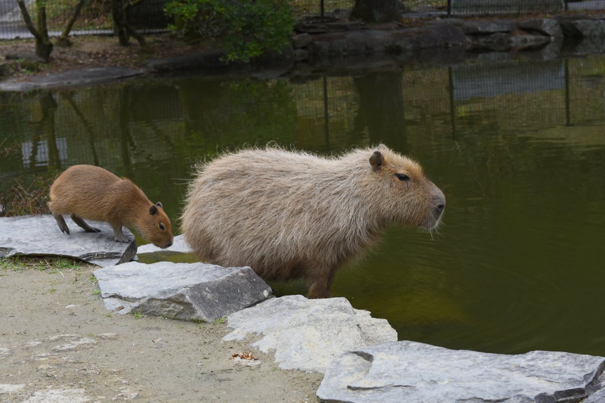 八重樫です。(カピバラ大好き) (@capybara4ever) / Posts / X