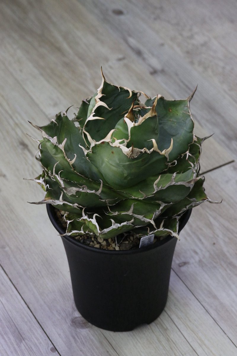 白鯨ヲ→植エ替エタ➰🪴゛ #アガベ #多肉植物 #観葉植物