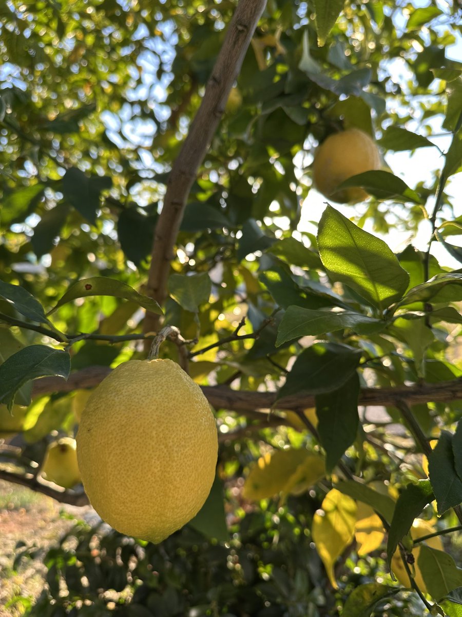 ExTribe518's tweet photo. 年末年始にかけてレモンが豊作🍋
ハイボールに入れたり生搾りレモン酎ハイ最高🔥 https://t.co/kFeFtipLvZ