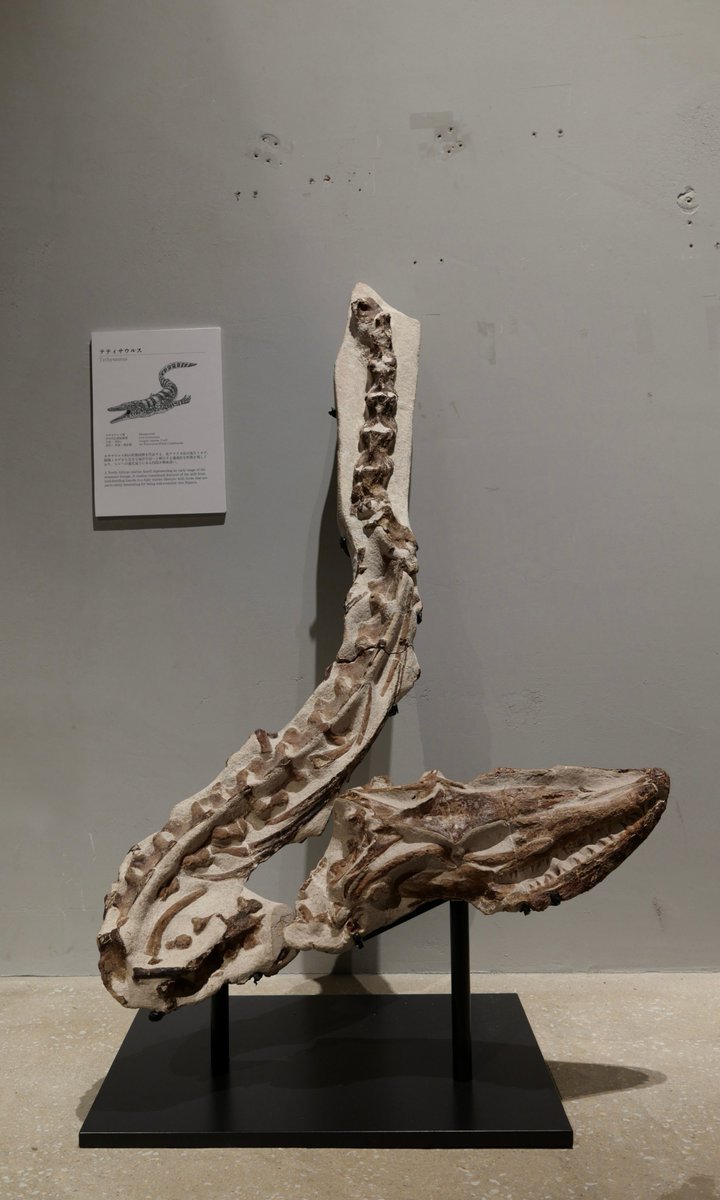 幻の海生爬虫類「テティサウルス」の化石が初入荷 白亜紀の海を悠然と