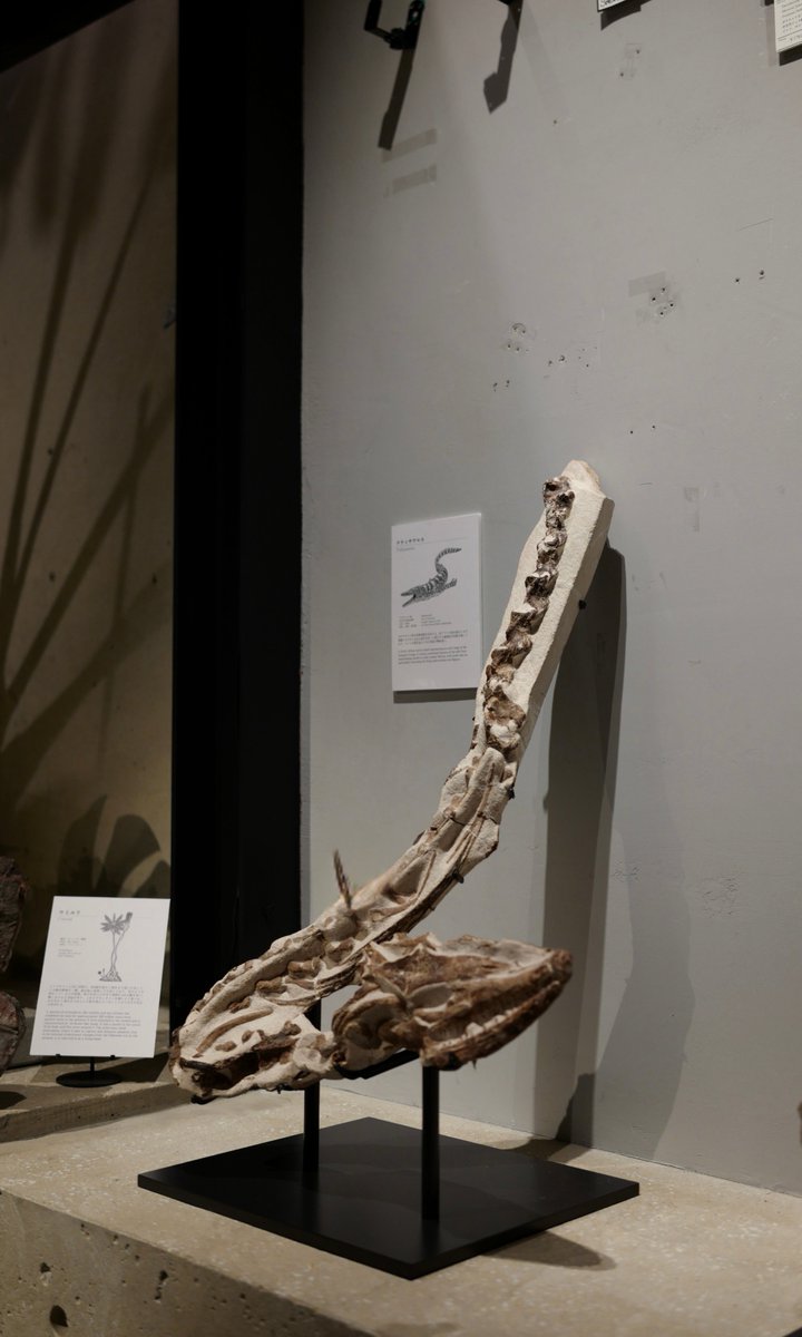 幻の海生爬虫類「テティサウルス」の化石が初入荷 白亜紀の海を悠然と