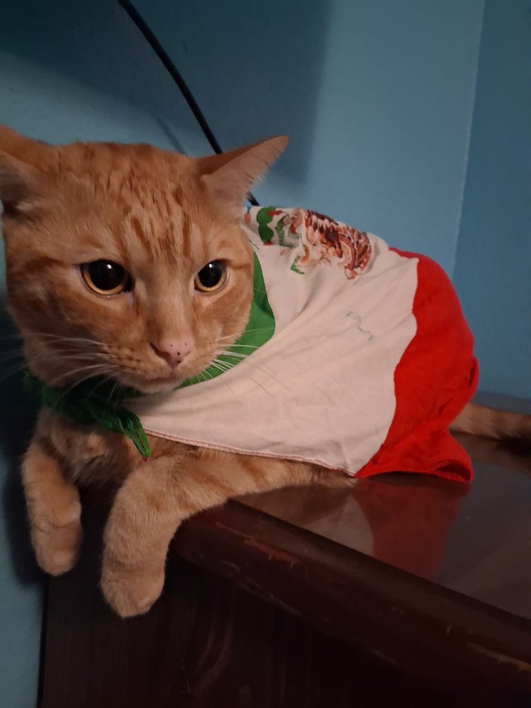 NoCatsNoLife_m's tweet photo. Make Mexico Great Again 🇲🇽🧡

I respect the security forces and police and military who are fighting for all of Mexico 🇲🇽🧡 https://t.co/eakgb7YRqm