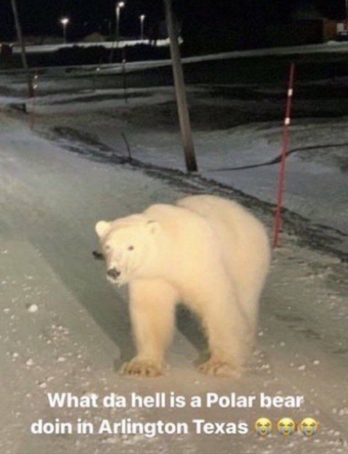 ؘ(fan) Harris tweet media