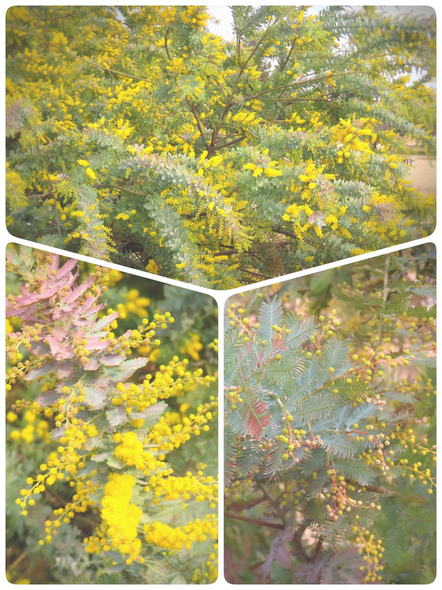 今日(2/24)は、昭和記念公園のふれあい広場で｢ミモザ｣が開花を始めたと