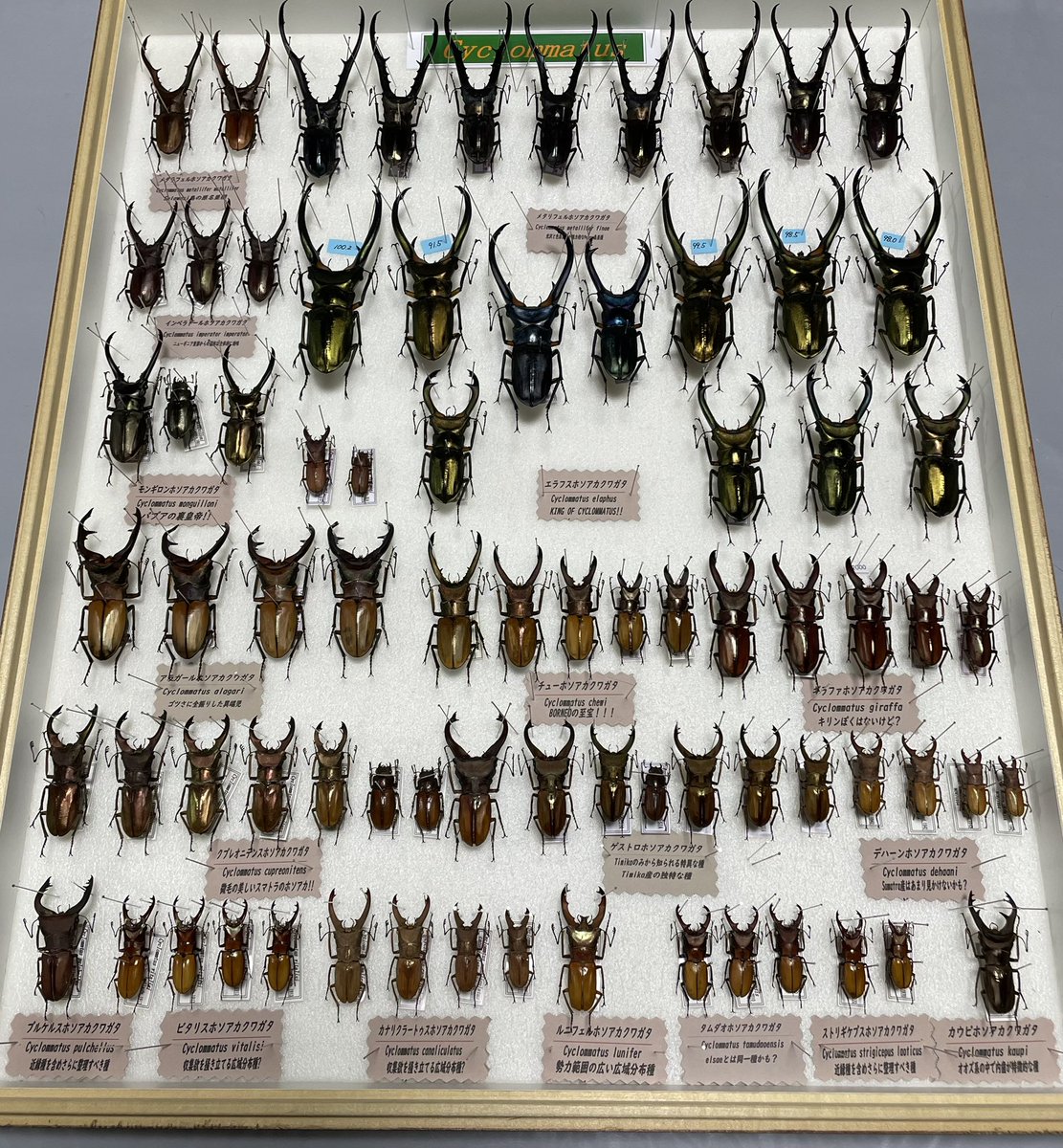 Stag&Stuck (@StagStuck19358) / Posts / X