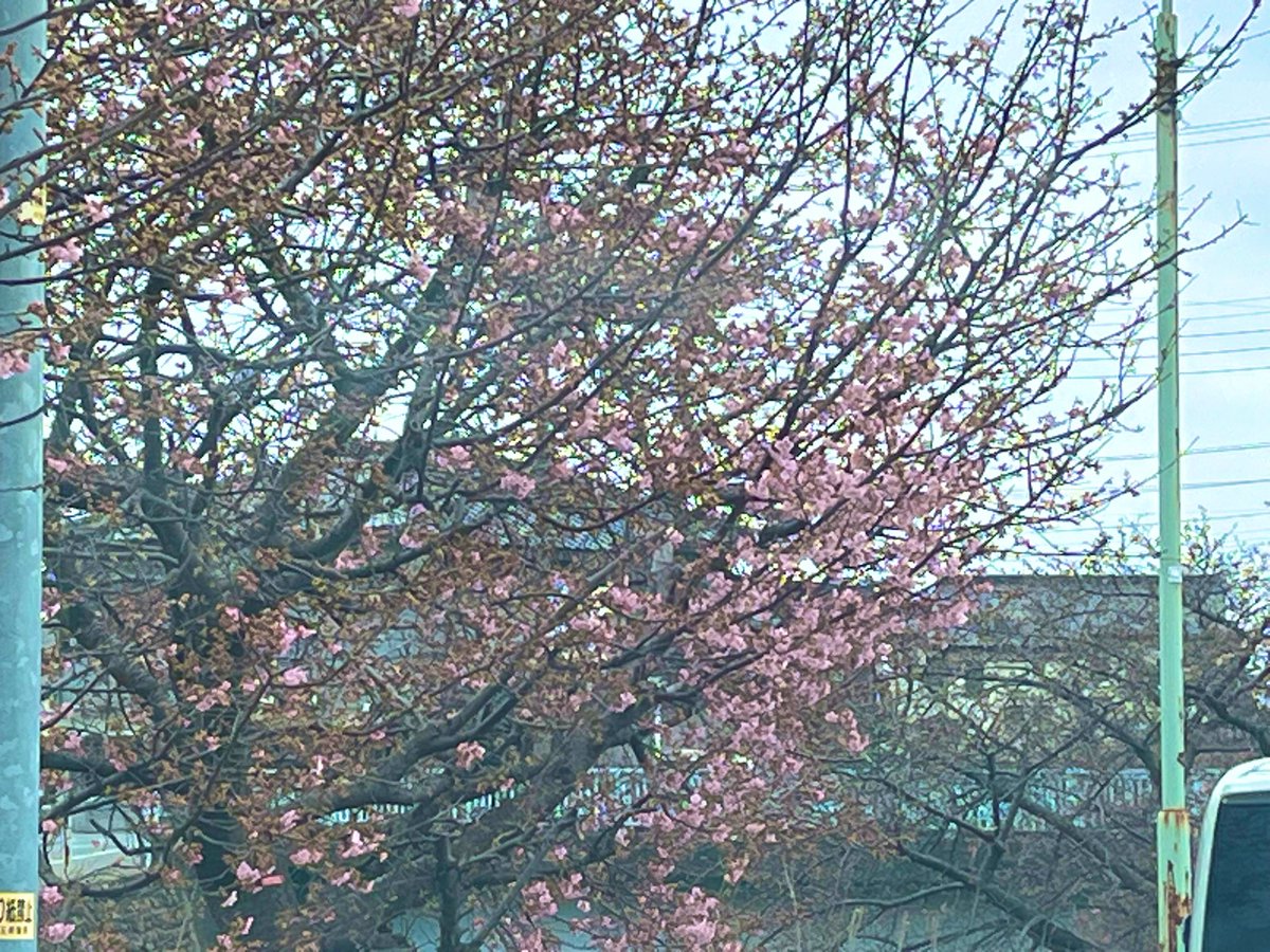 河津桜🌸が綺麗に咲き始めましたが…

これから雨☔️なんですか、そうですか😔