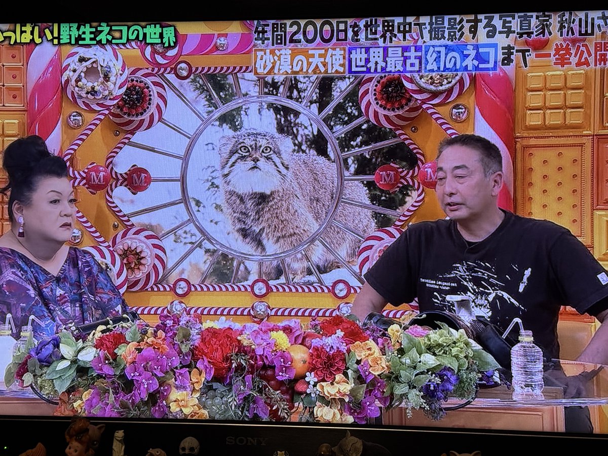 YUKA (@YUKA1974) / Posts / X