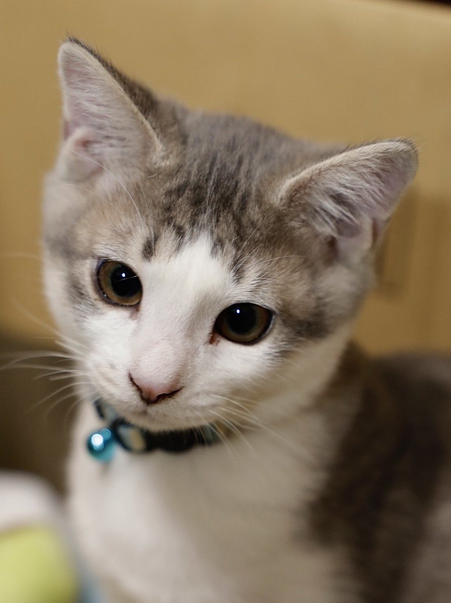 🐾 ℳ𝒾𝓎𝓊 🐾 (@nknkftg) / Posts / X