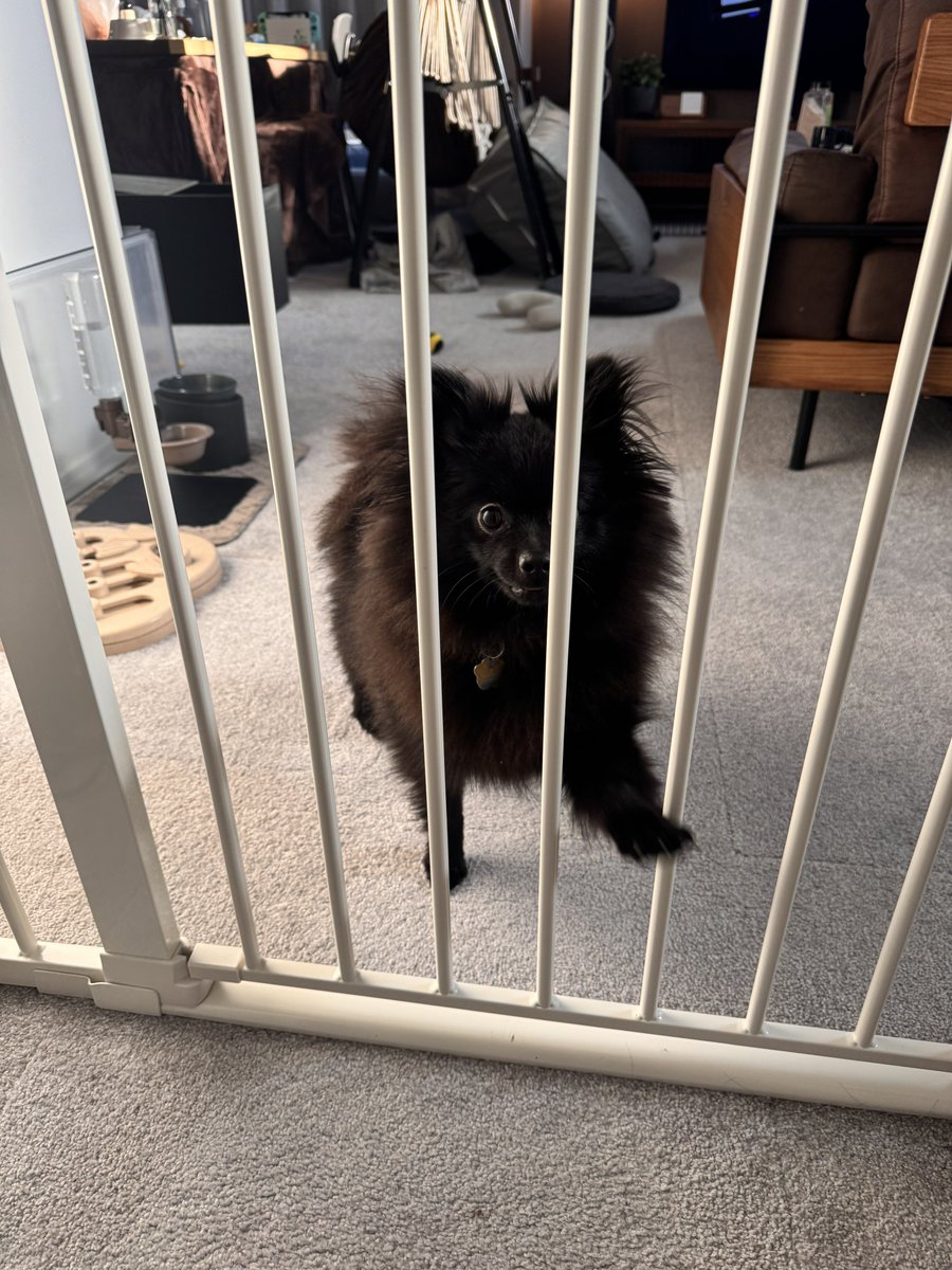 nell_gigante's tweet image. 出迎え犬
 #ポメラニアン
 #pomeranian
 #犬のいる暮らし