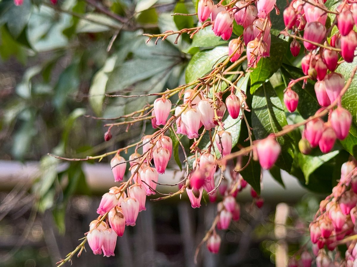 国指定名勝庭園蓬莱庭の馬酔木(アセビ)が花を咲かせております