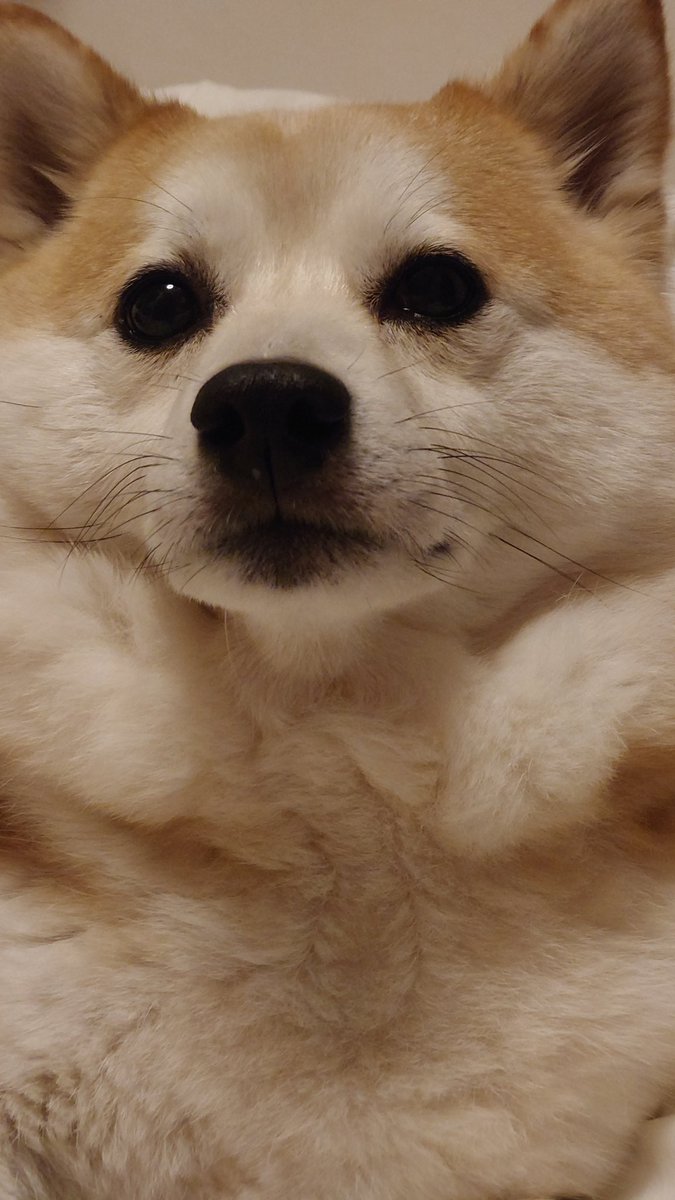 ヒグチユウコさんが描いた、ブースターみたいだ。