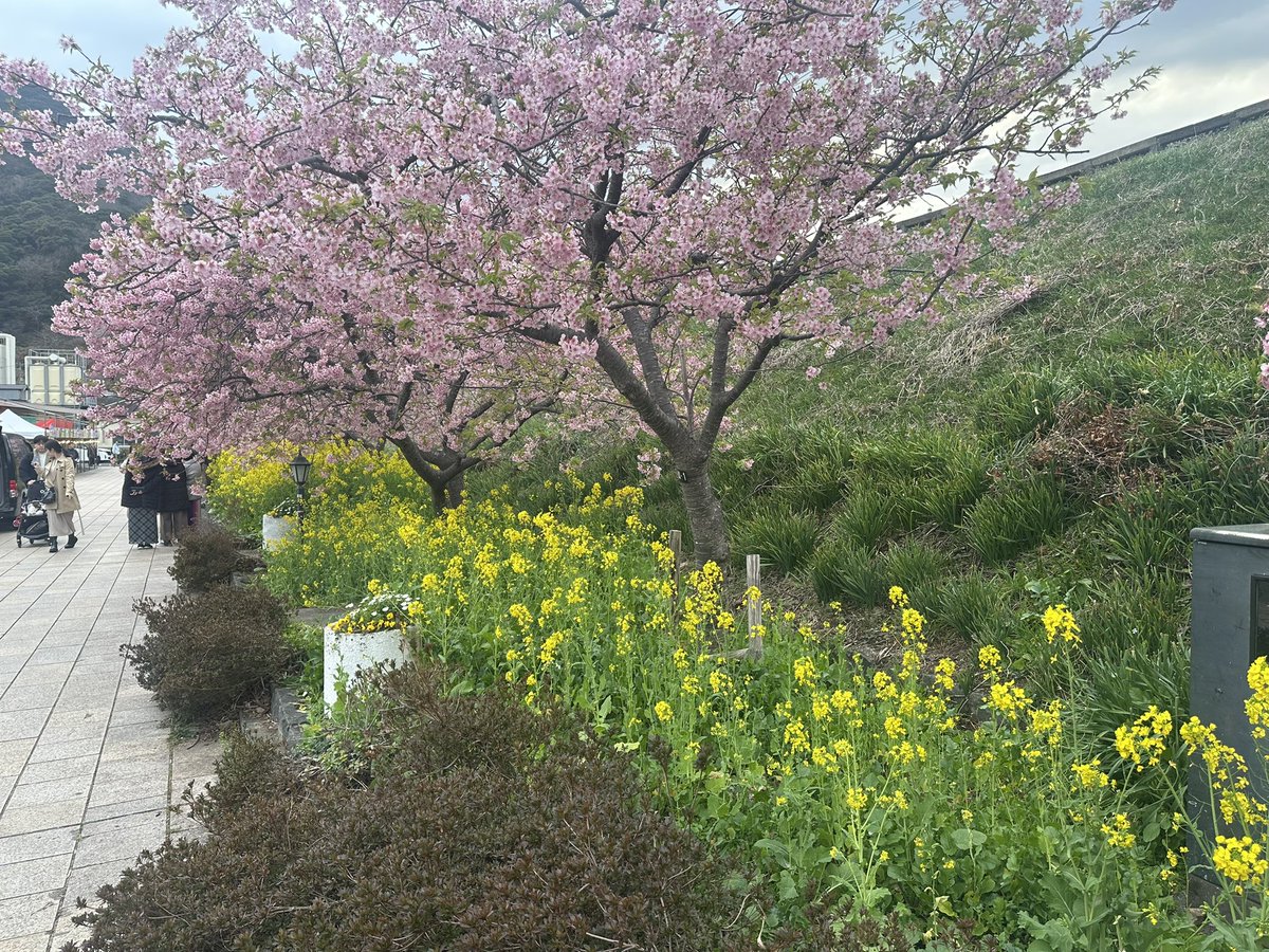 Kaka Cheung tweet media