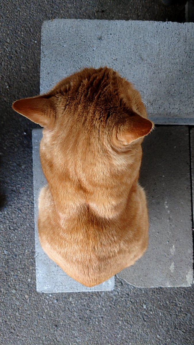 民同士の争いは
どっちもどっちの
小競り合いが　多

みよ、このフォルムを!!