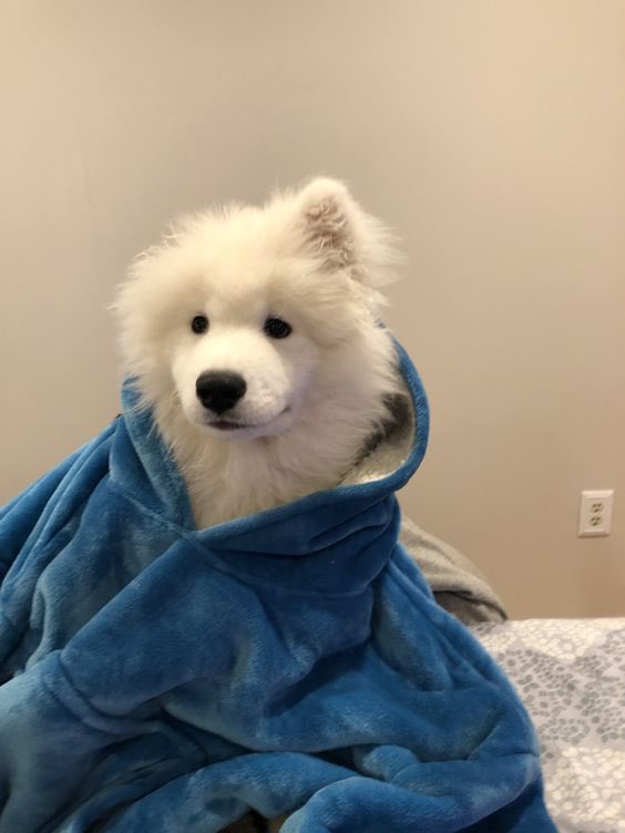 부시시부시시시시시부시시