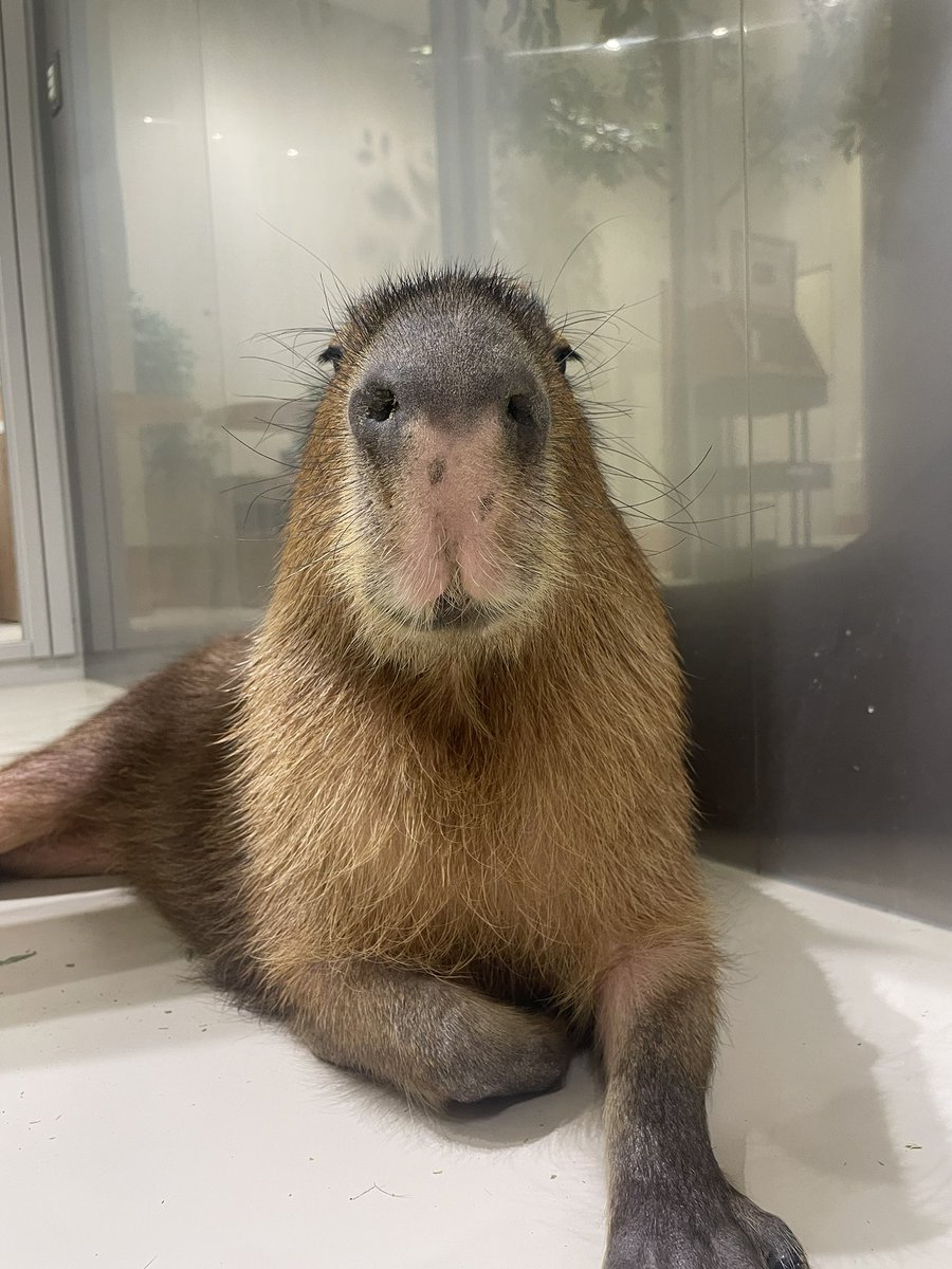 カピバラかぴばら (@capybara5179) / Posts / X