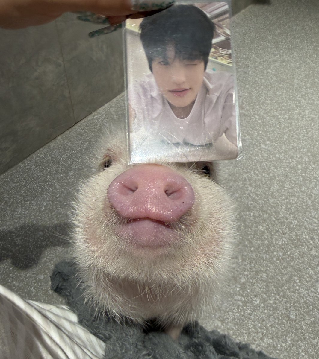 ลูกหมู เจอเพื่อนแย้ว 🥺🥺🐽