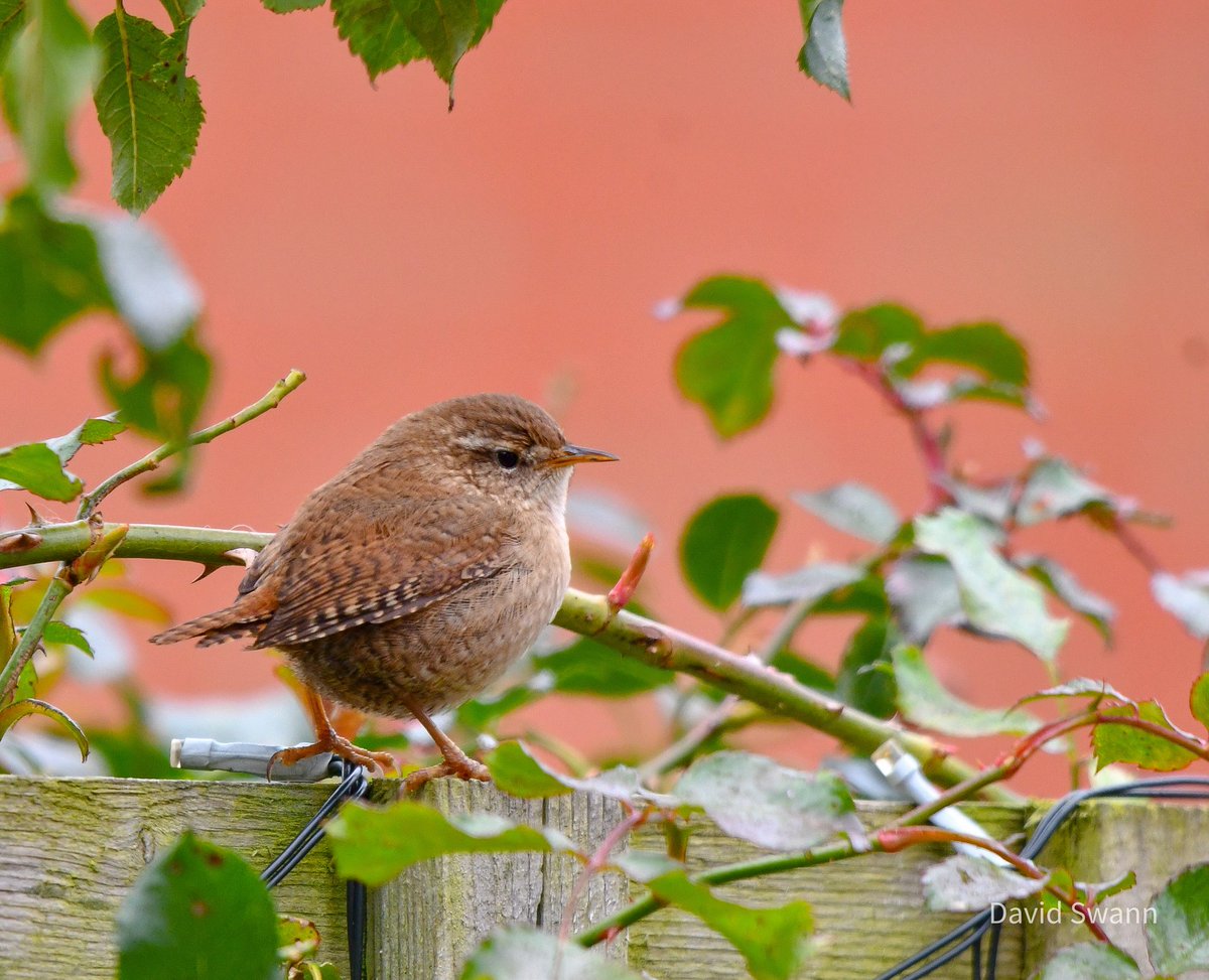 David Swann tweet media