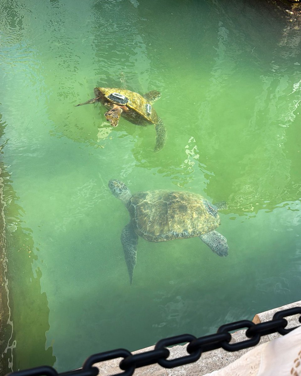es_world_'s tweet photo. Spotted at Souk Madinat: tiny heroes in the making 🐢✨
Our ES day out took us to the turtle rehabilitation area, where every swim is a second chance. Dubai moments like this make learning here feel extra special 🌿🇦🇪 https://t.co/xUCtaWfmeP