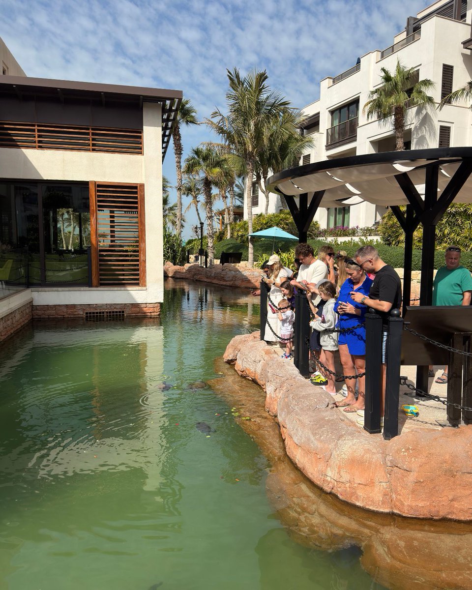 es_world_'s tweet photo. Spotted at Souk Madinat: tiny heroes in the making 🐢✨
Our ES day out took us to the turtle rehabilitation area, where every swim is a second chance. Dubai moments like this make learning here feel extra special 🌿🇦🇪 https://t.co/xUCtaWfmeP