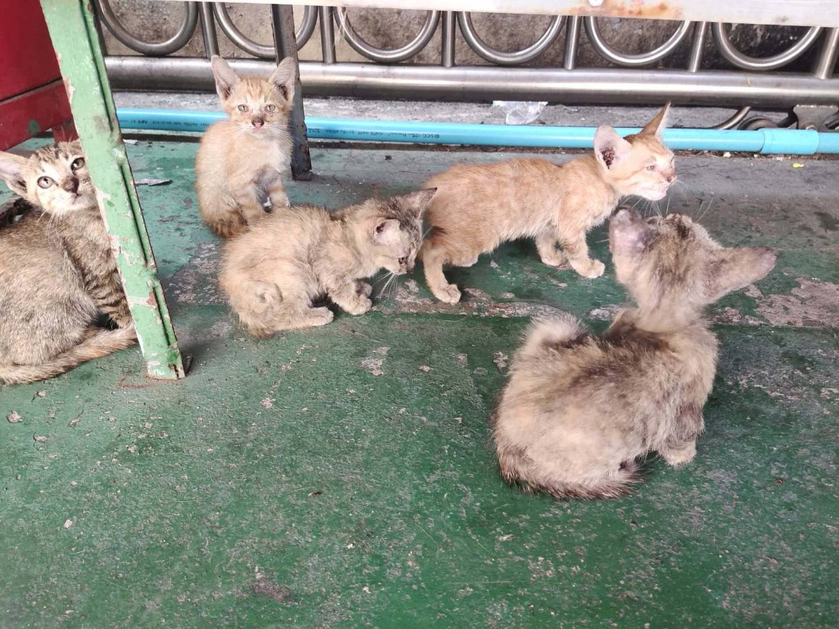 🏠 หาบ้านให้น้องแมว 🏠 (ฝากประกาศ)

สายพันธุ์ไทย
   อายุ ประมาณ 2เดือน มีทั้งหมด 5ตัว
  -สายสลิด 3ตัว = เพศเมีย
  -สีส้ม      2ตัว = เพศผู้

พิกัด maps.app.goo.gl/9qXK4qrRD2HzUh…
086-341-7929

ใครสนใจรับดูแลติดต่อหาเจ้าของได้เลยนะคะ หรือ ช่วยกันรีกระจายข่าวก็ได้ค่า