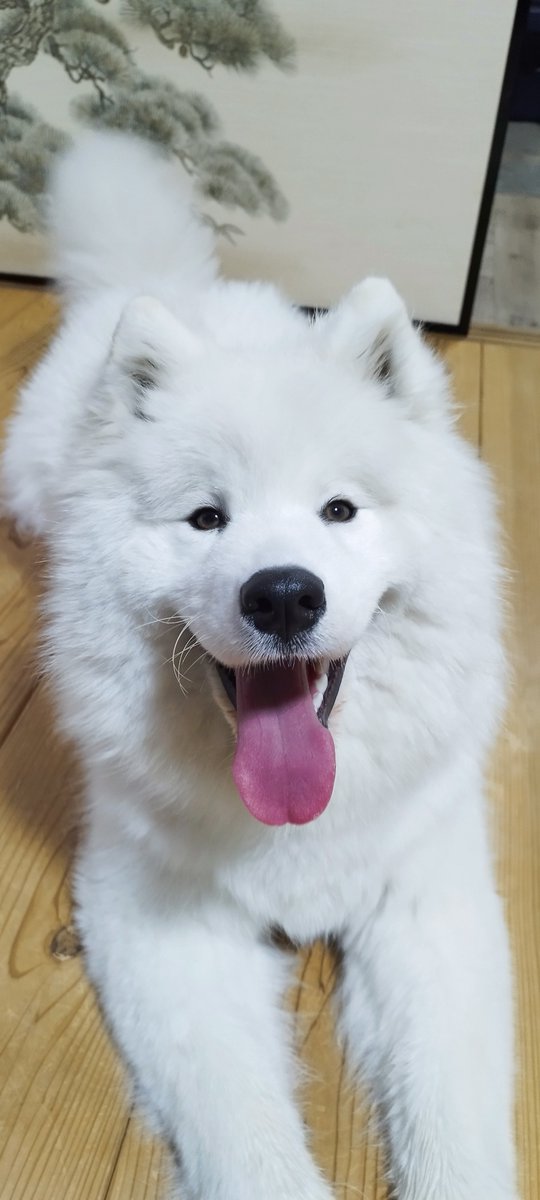 ドウザケ tweet media