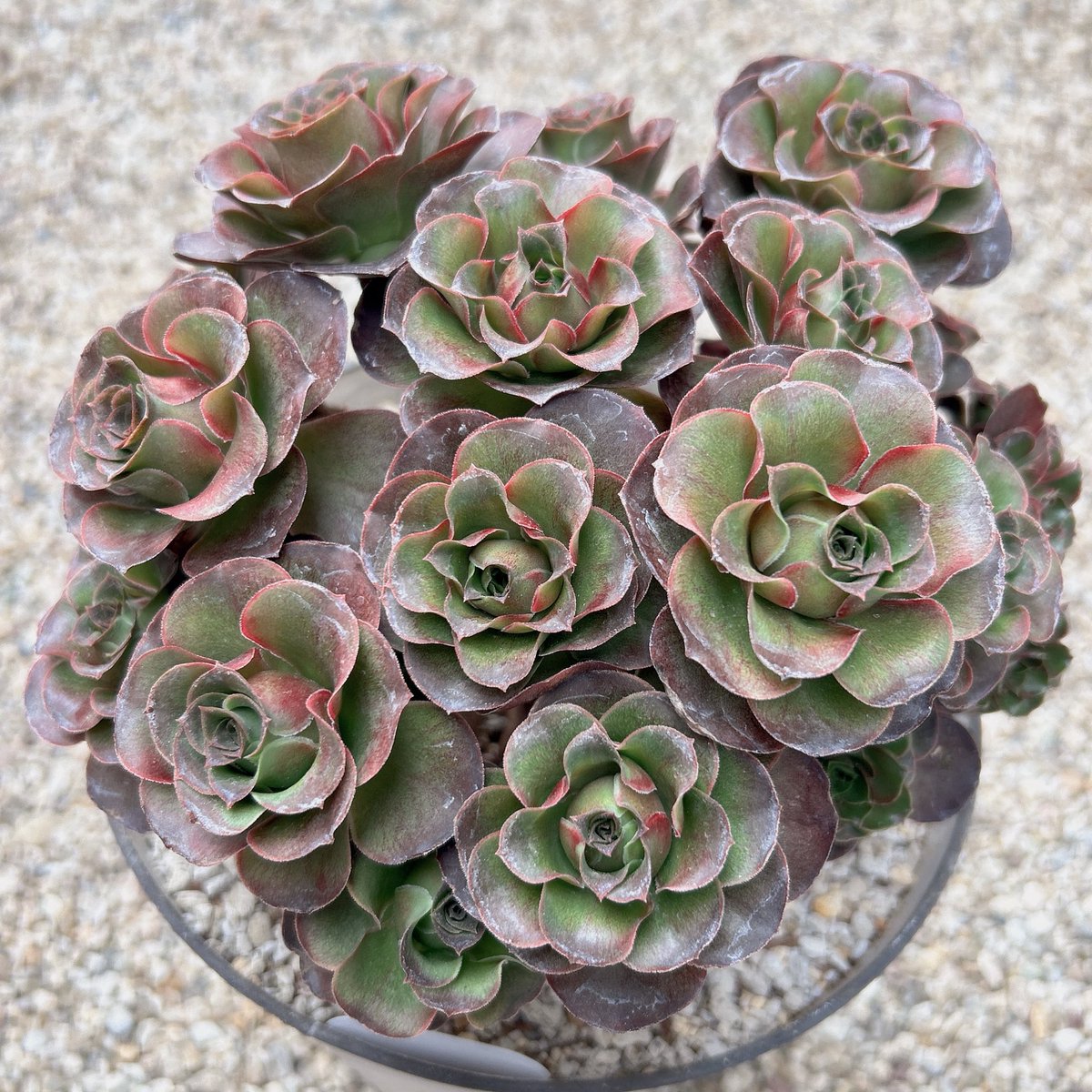 多肉 #多肉植物 #アエオニウム #魅金ローズ 魅金ローズの色が 変わっ