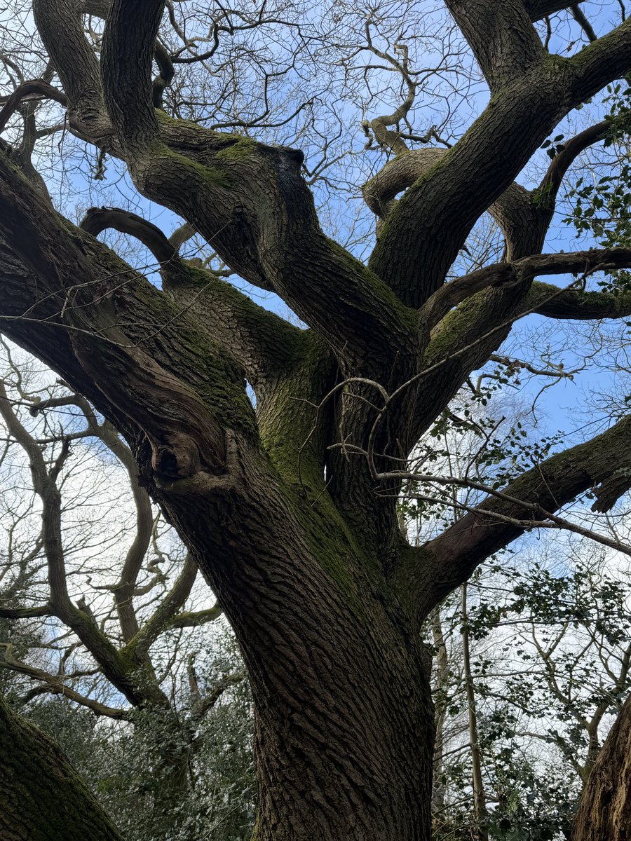 ManelRoura's tweet photo. Happy #thicktrunktuesday with this beautiful oak at #Ercall #Shropshire https://t.co/cQ1y4soHGQ