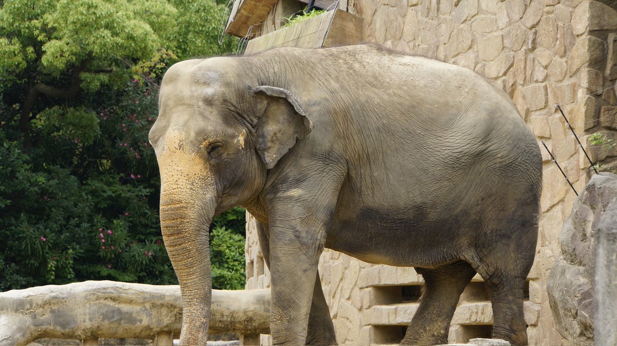 2017.4.1の日記。
Sさんがイッちゃんの担当から移動。イッちゃん淋しがるわﾟ(ﾟ´Д｀ﾟ)ﾟ
と書いていた。
おやつタイムのお話が楽しかったな😊

写真は2012.12.6なのでゴーゴくんです。