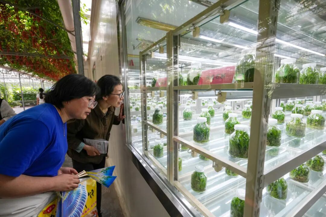 VoiceofPD's tweet image. Known as #China's "#vegetable capital," Shouguang, a county-level city administered by Weifang in east China's Shandong Province, ships more than 17,000 kilograms of vegetables to markets every minute on average. This agricultural powerhouse has built a complete vegetable