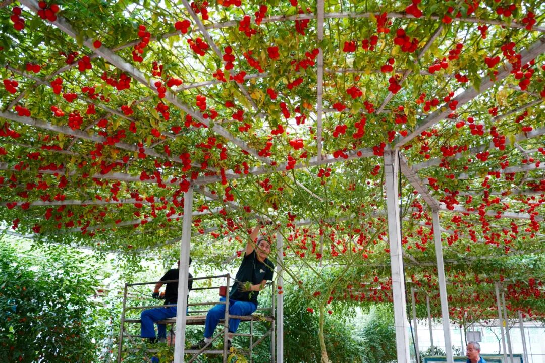 VoiceofPD's tweet image. Known as #China's "#vegetable capital," Shouguang, a county-level city administered by Weifang in east China's Shandong Province, ships more than 17,000 kilograms of vegetables to markets every minute on average. This agricultural powerhouse has built a complete vegetable