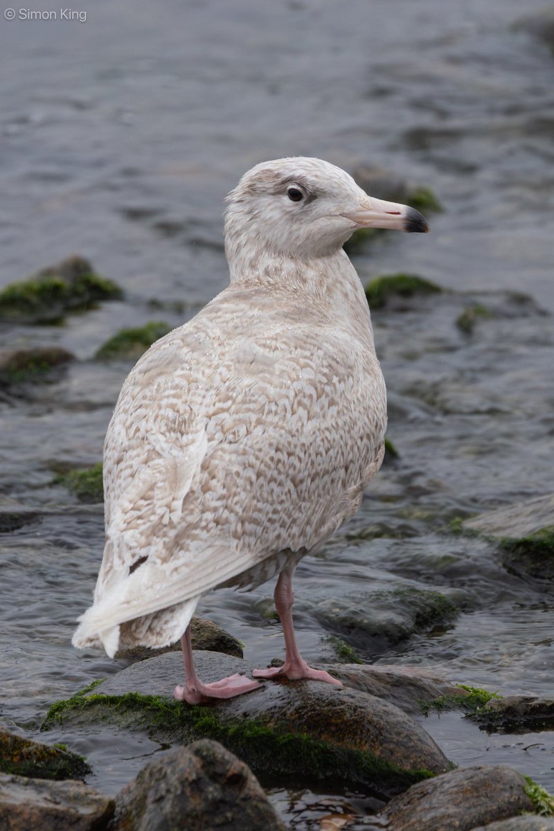 Simon King tweet media