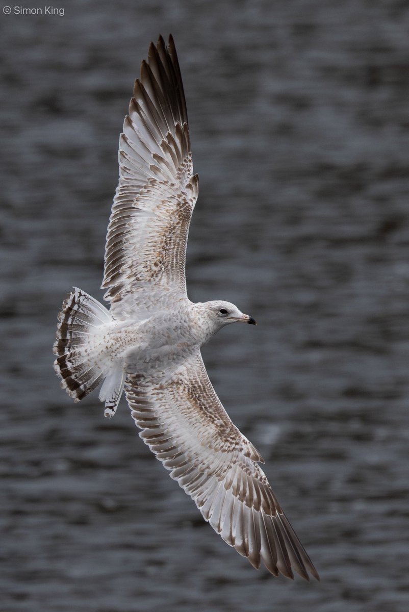 Simon King tweet media