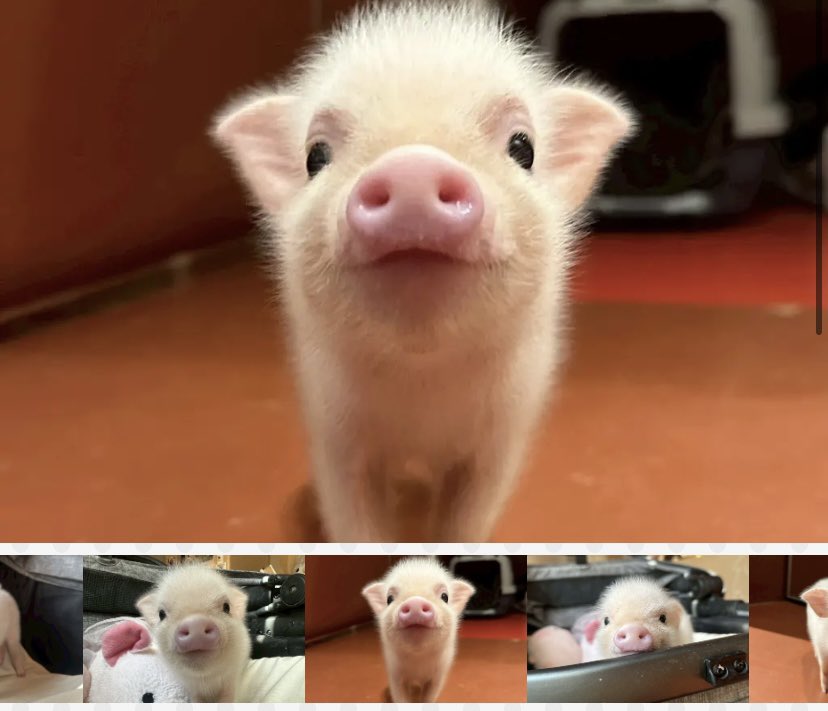 pignic【マイクロブタふれあいカフェ】 (@pignic_cafe) / Posts / X