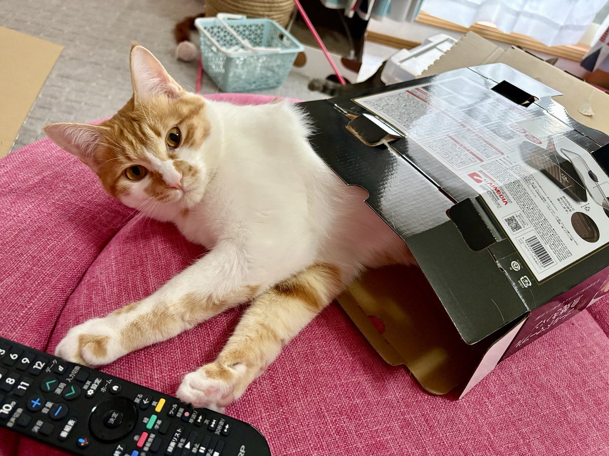 なんて言う🐢？
😸😸😸😸💚